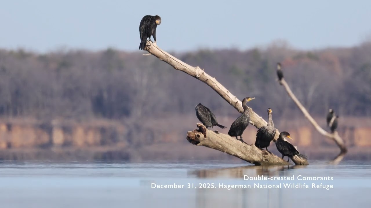 20251231 Double crested Cormorants 1