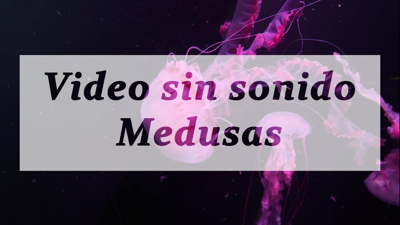 Video SIN SONIDO MEDUSAS 4k 🌊 para dormir y relajarse