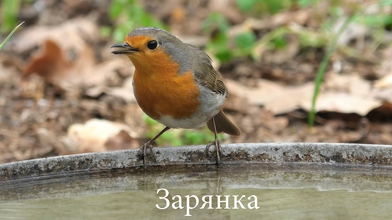 20 видов птиц Украины посетивших поилку / 20 species of birds Ukraine