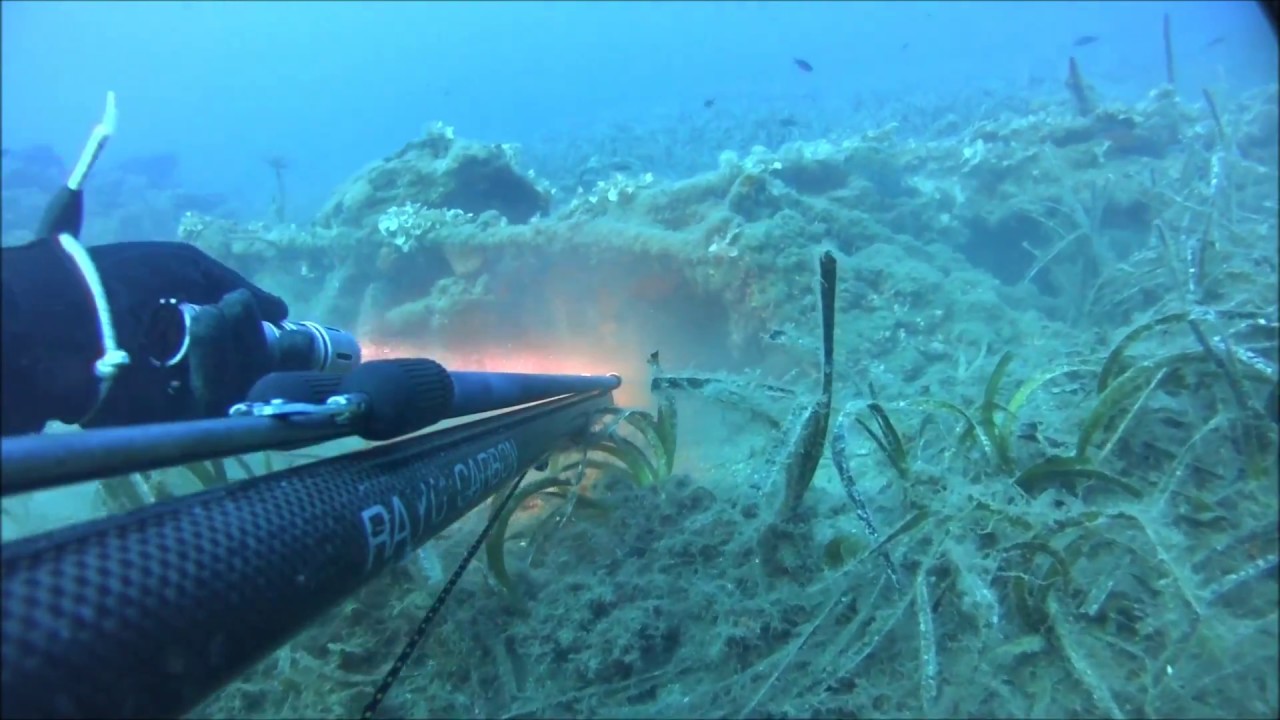 White grouper,  M&eacute;rou blanc, Epinephelus aeneus.