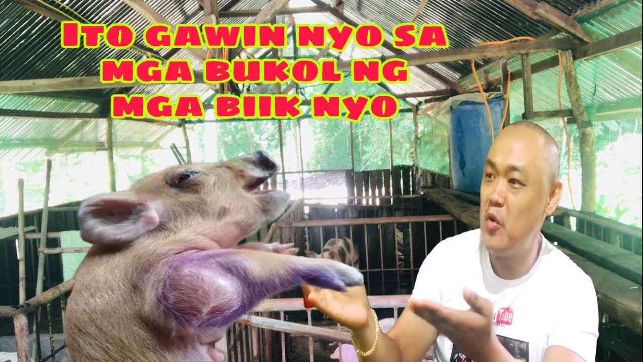 Paano gamotin ang mga bukol sa mga alagang biik | Ryan Patenio