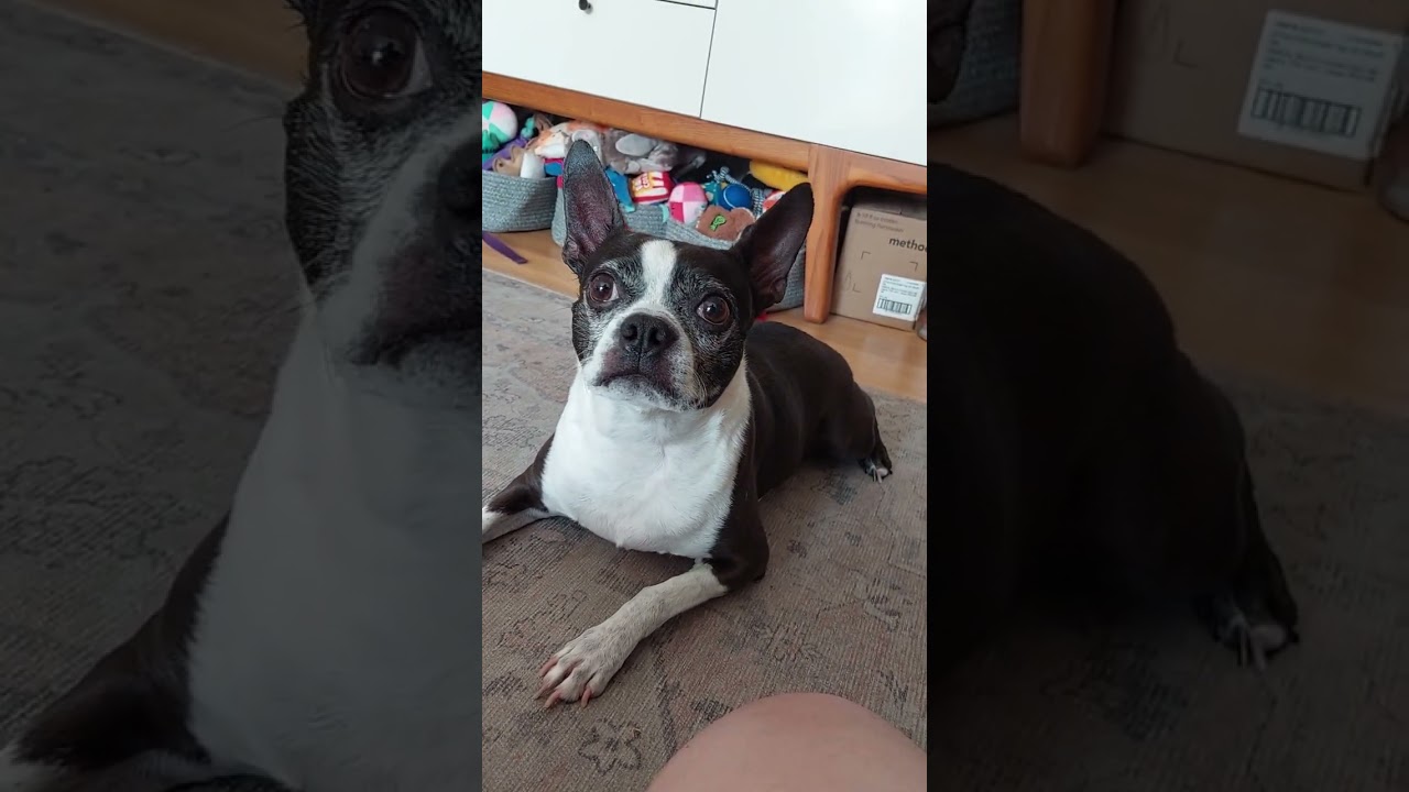 muzzle conditioning tips (angles and reward placement).