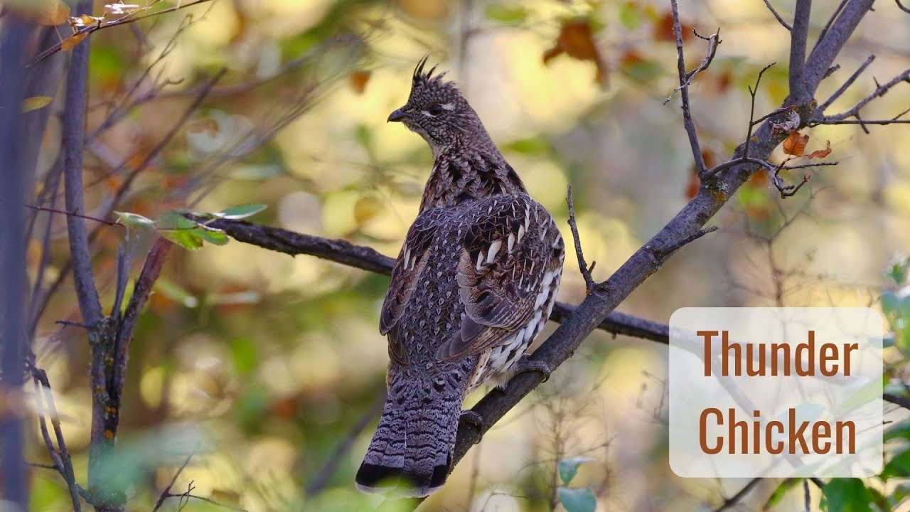 Wonderful Wyoming Wildlife - Thunder Chicken