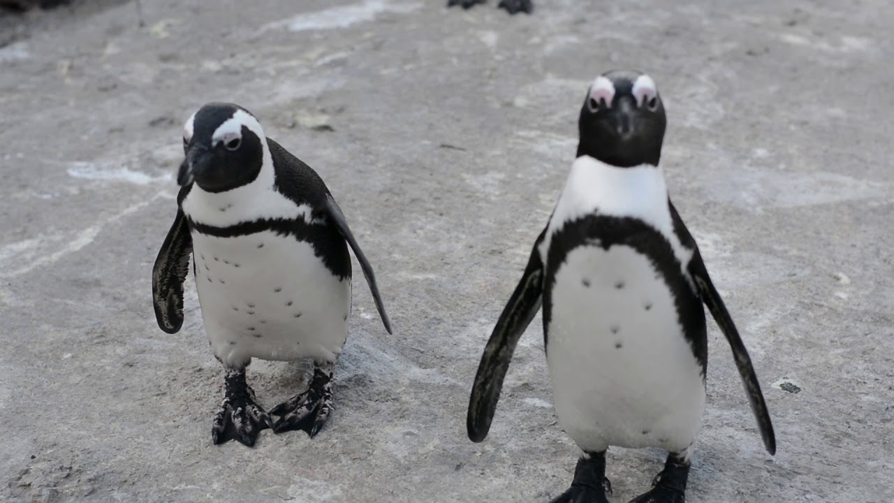 Countdown African Penguin documentary