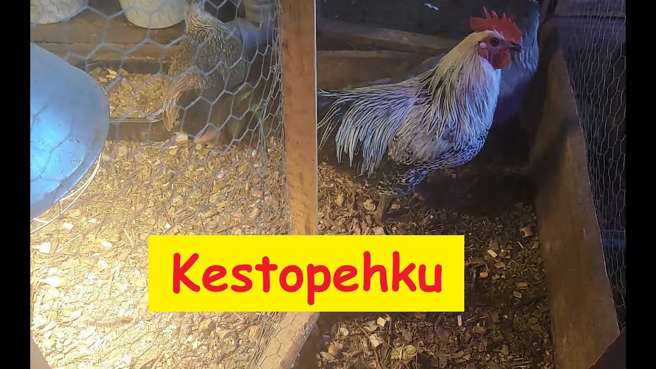 Kestopehku - Mikä se on ja miten tehdään?