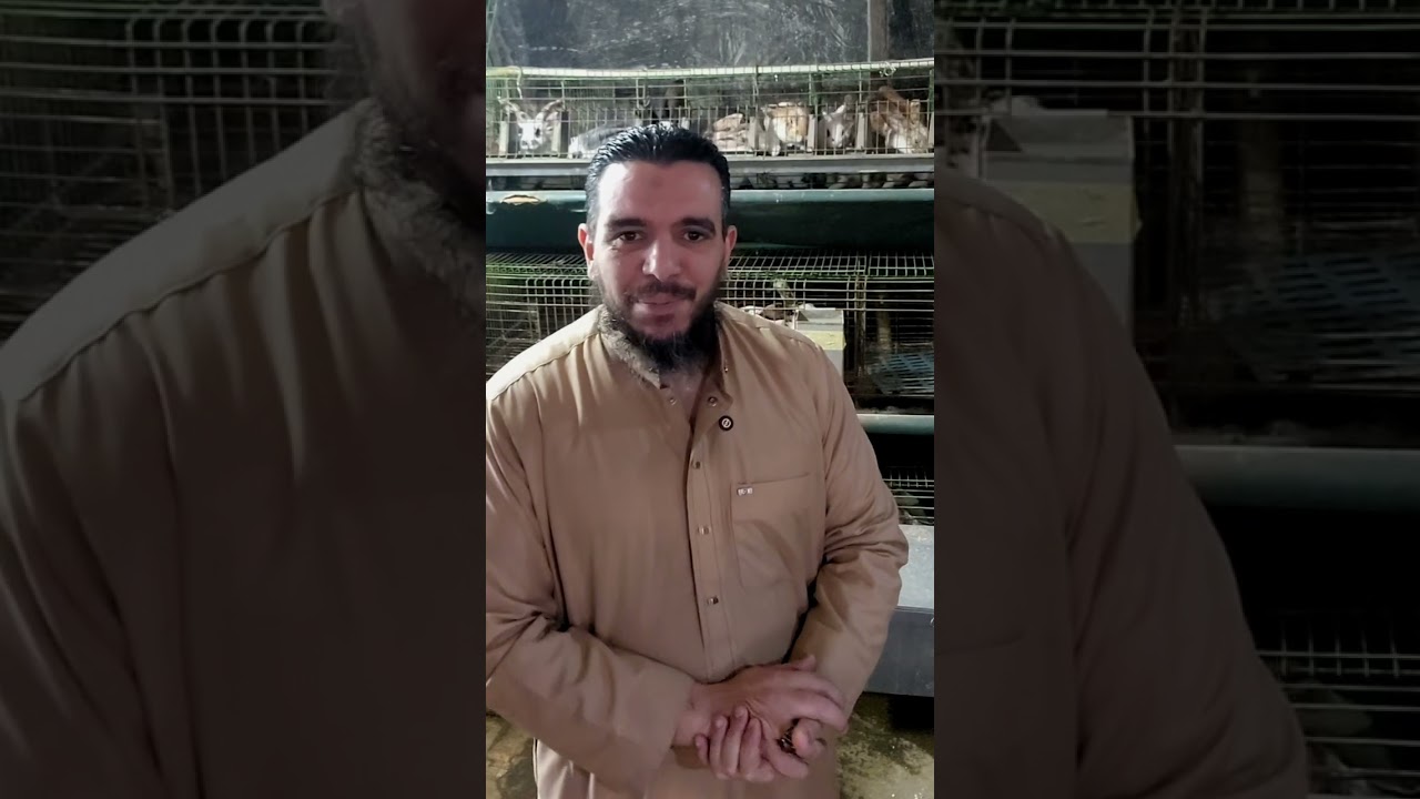 ارانب تفتح نفسك للشغل هجين بينتج بيور شوف سلالات مزارع علي محمدين عند احد المتابعين وشكل الانتاج