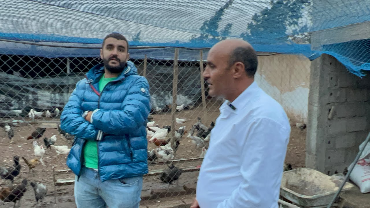 أكتر من 1000 ديك 🐓 ودجاجة بلدية للبيع بمدينة البئر الجديد 🇲🇦 في ضيعة أيوب ابو علي