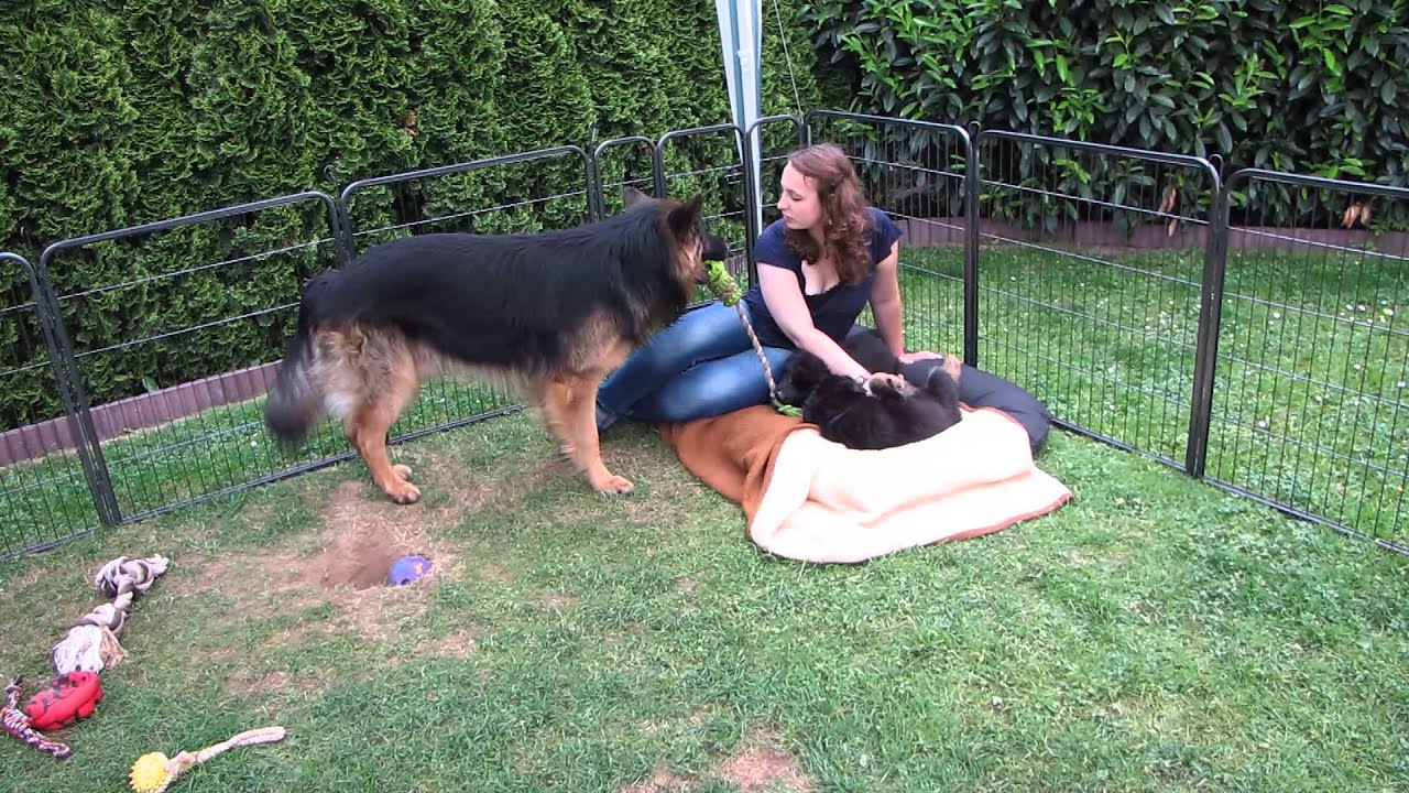 Altdeutsche Schäferhunde vom Schaumburg-Castle - Welpen
