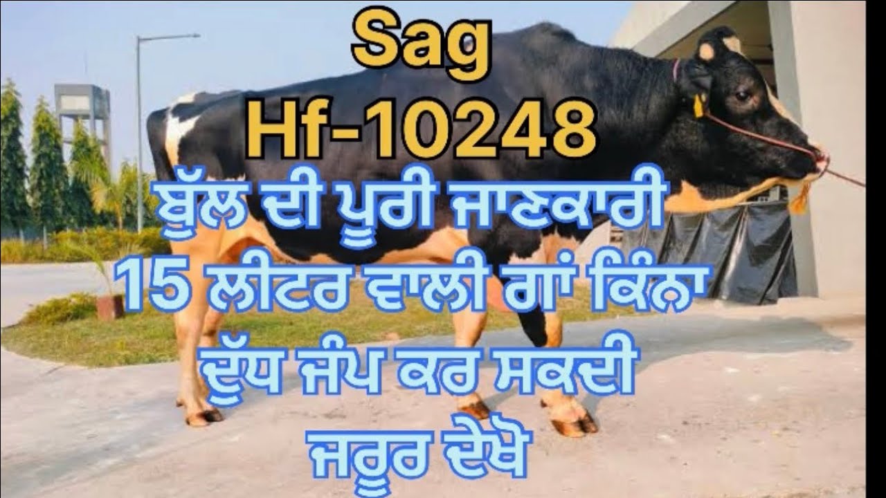 Sag new bull hf-10248 ਪੂਰੀ ਜਾਣਕਾਰੀ 15 ਲੀਟਰ ਵਾਲੀ ਗਾਂ ਕਿੰਨਾ ਦੁੱਧ ਜੰਪ ਕਰ ਸਕਦੀ ਜਰੂਰ ਦੇਖੋ