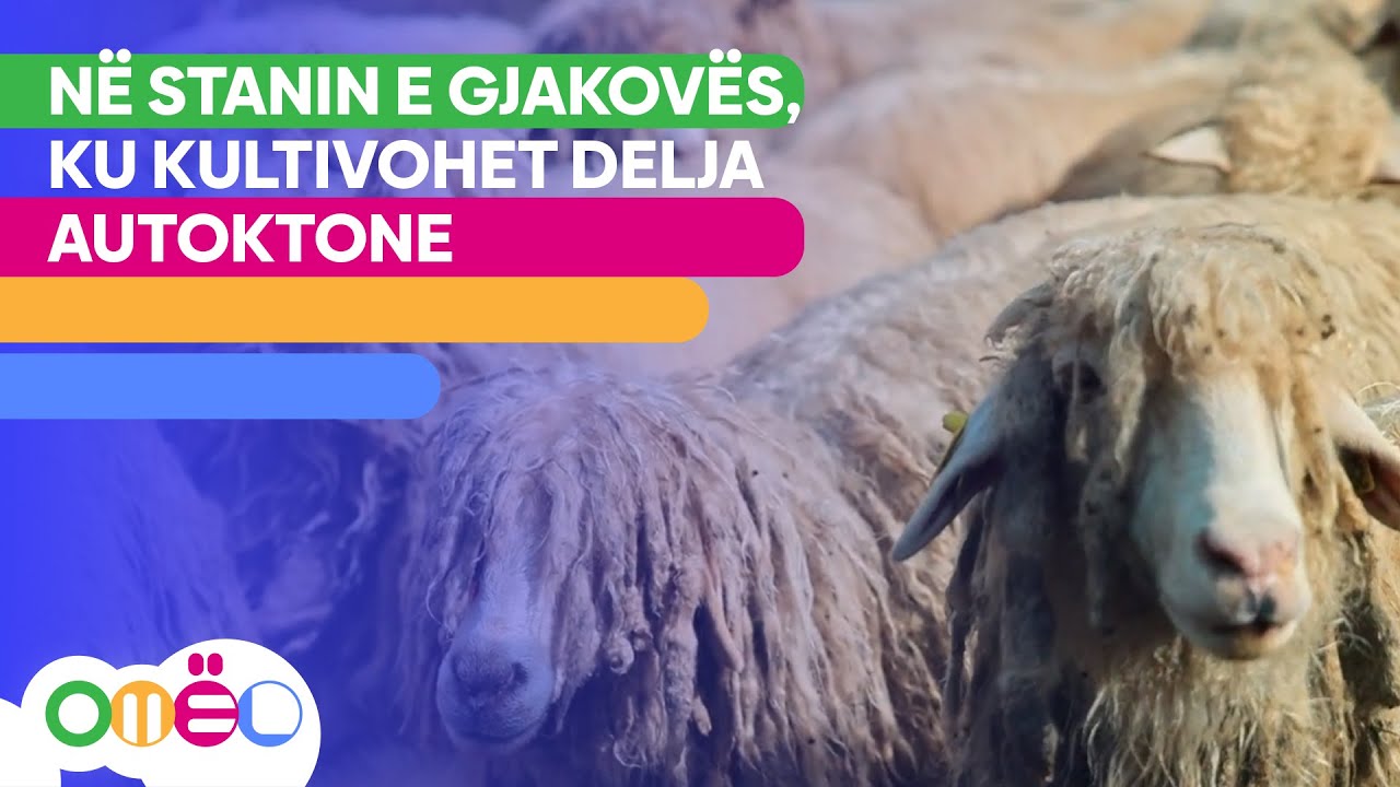 N&euml; stanin e Gjakov&euml;s, ku kultivohet delja autoktone