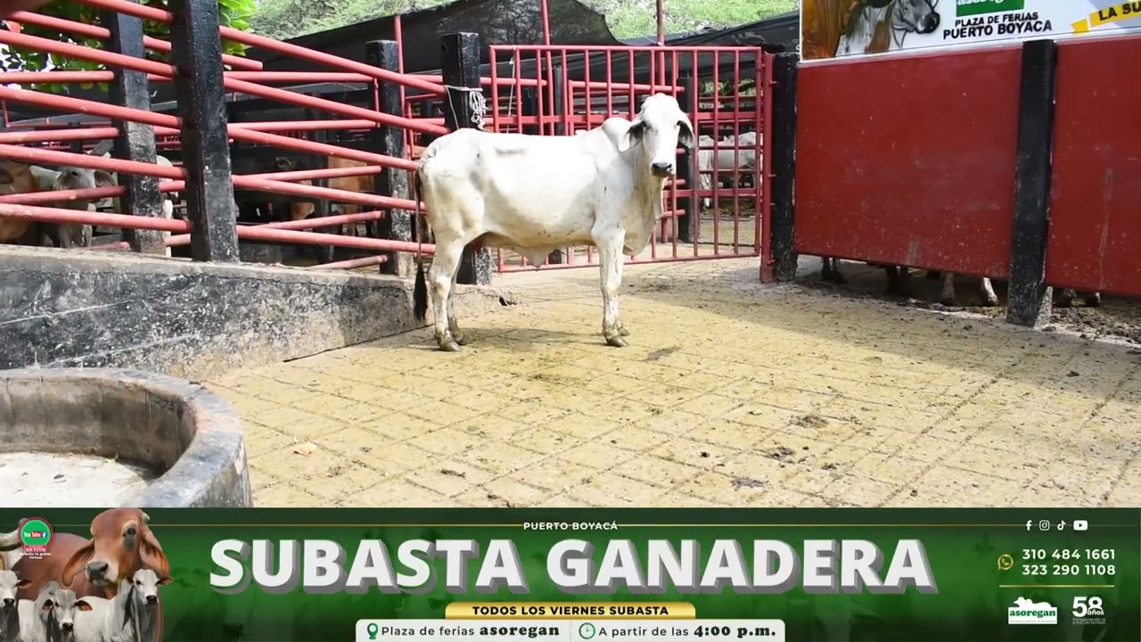 LOTE128