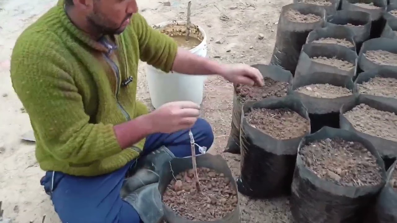 How To Grow Apple Plants in Poly Bag ||HappyRawat||#grafting