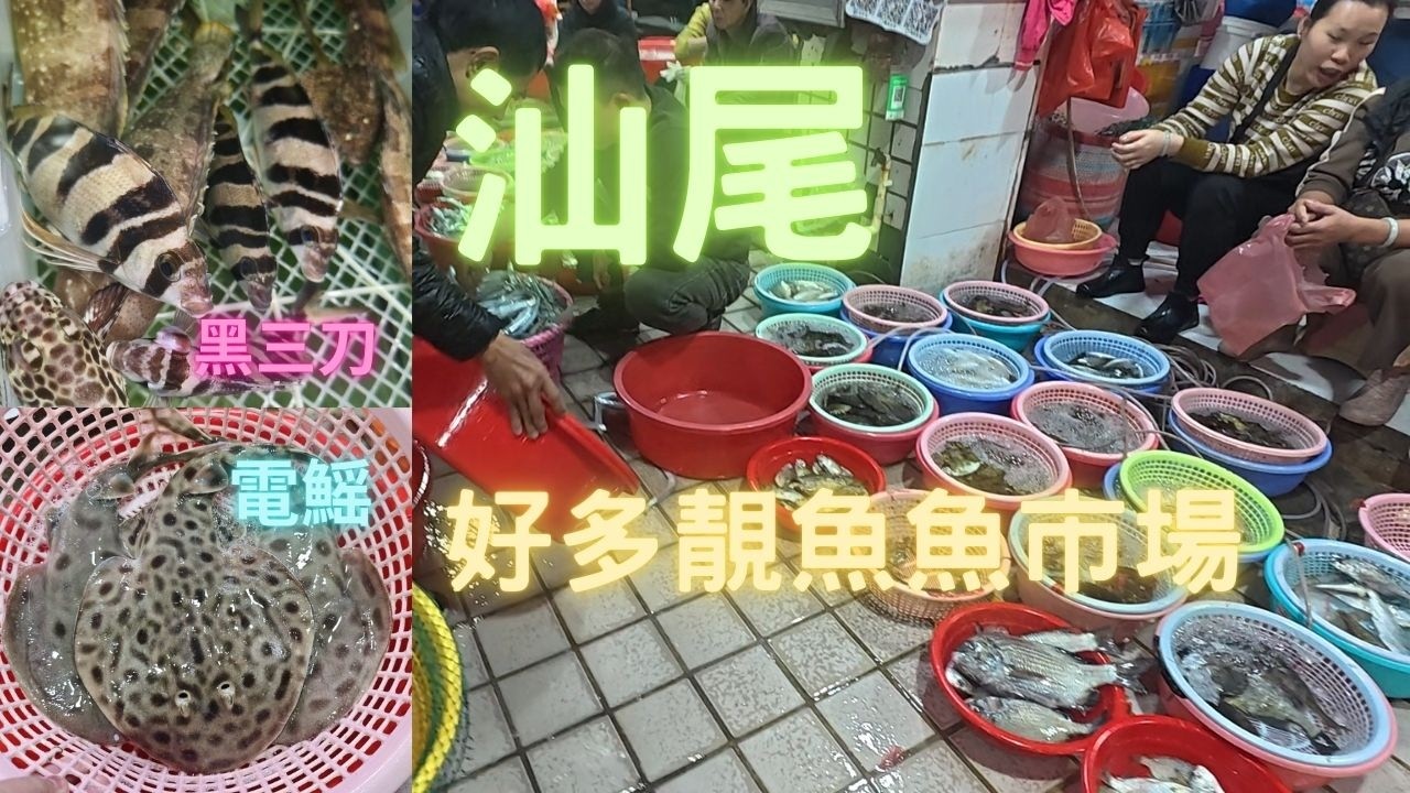 汕尾榮泰市場,海鮮加工,好多活魚,又多品種,名貴魚種又平又靚,黑三刀/紅斑/老鼠斑~fishcutting香港海鮮~社長遊街市Seafood