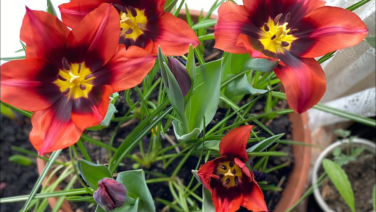 Blooming  Tulips Time-Lapse  / Lasagna Planting Update