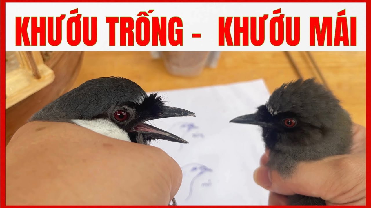 cách phân biệt khướu trống khướu mái qua râu nhung  // KHƯỚU HÓT