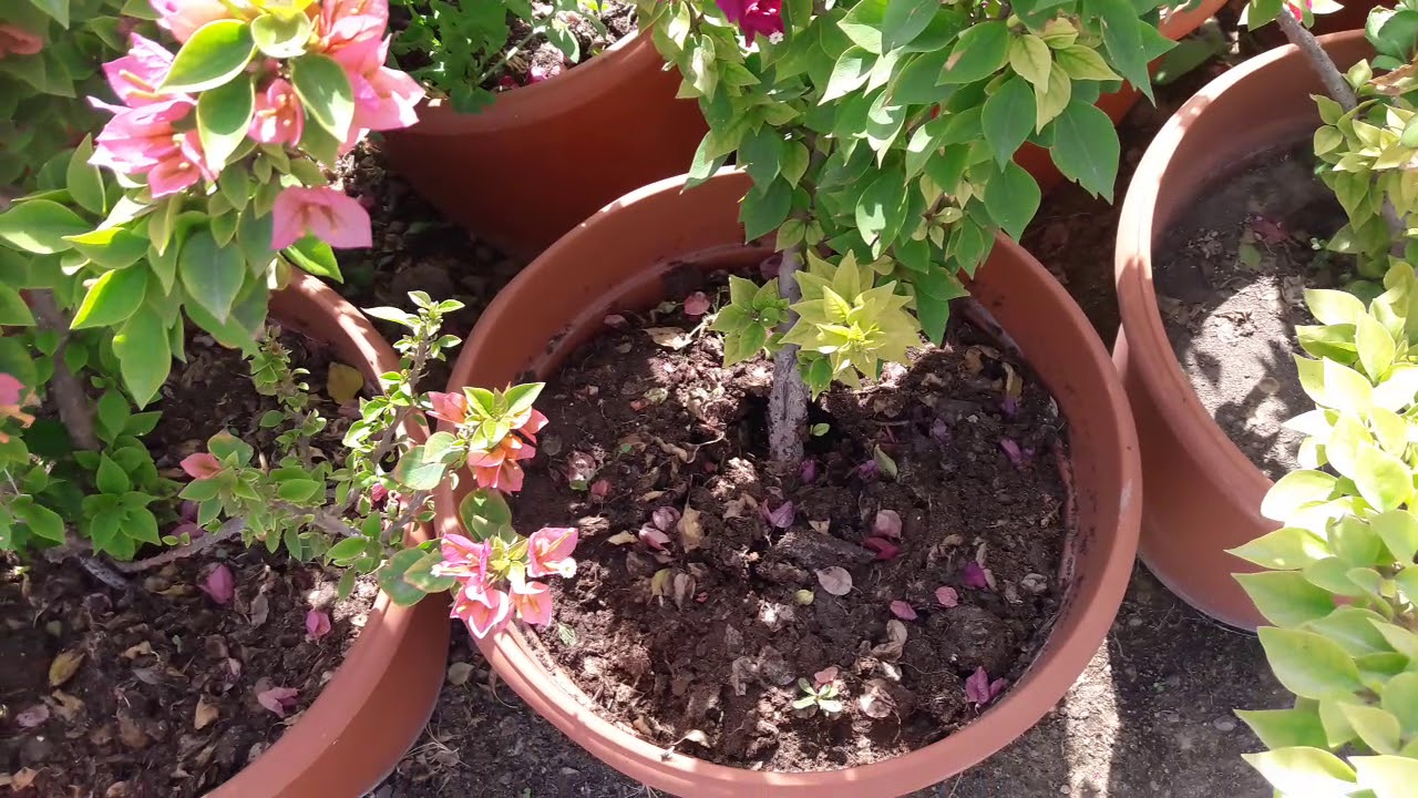 تربية الجهنمية فى الاصص بالمنازل