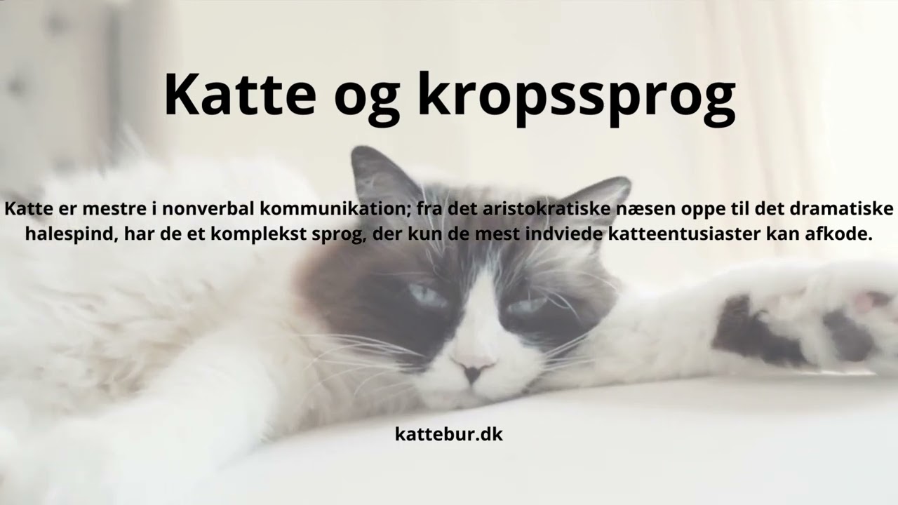 Kattekronikler - Fakta om Katte 11