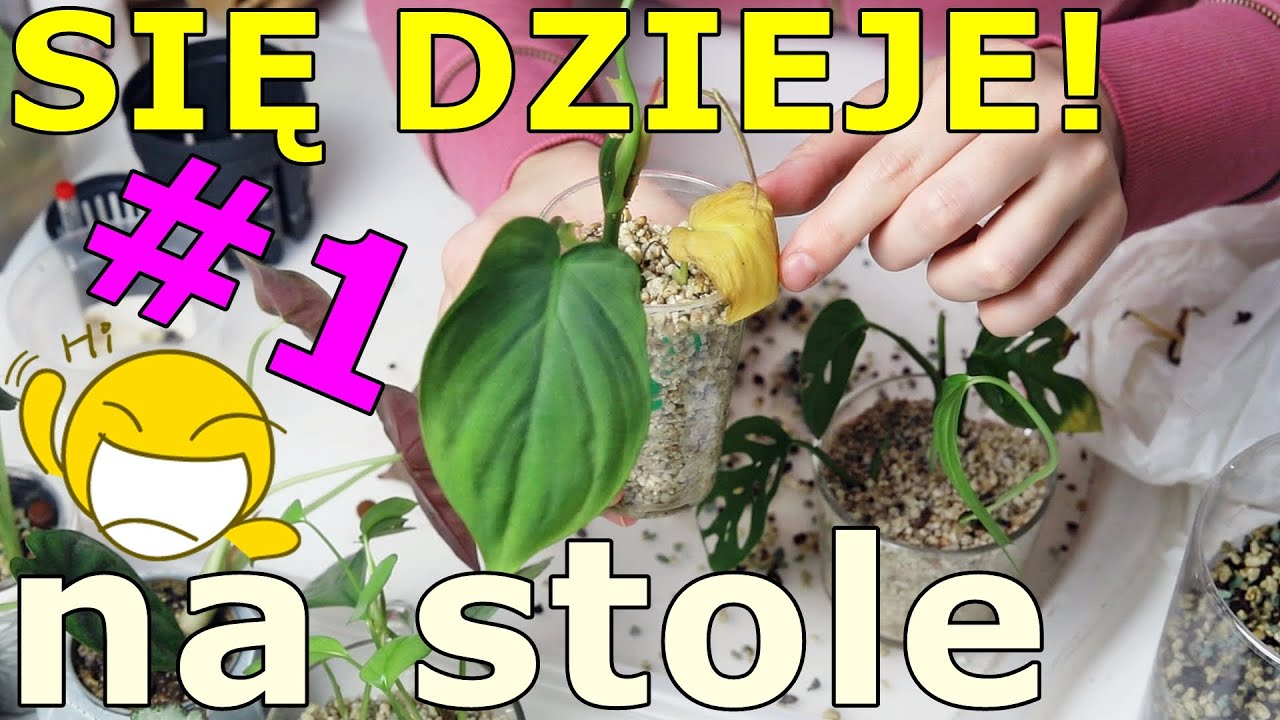 Moje ROŚLINY 💚 przenoszenie do hydroponiki - ukorzenianie - mierzenie ph wody do podlewania
