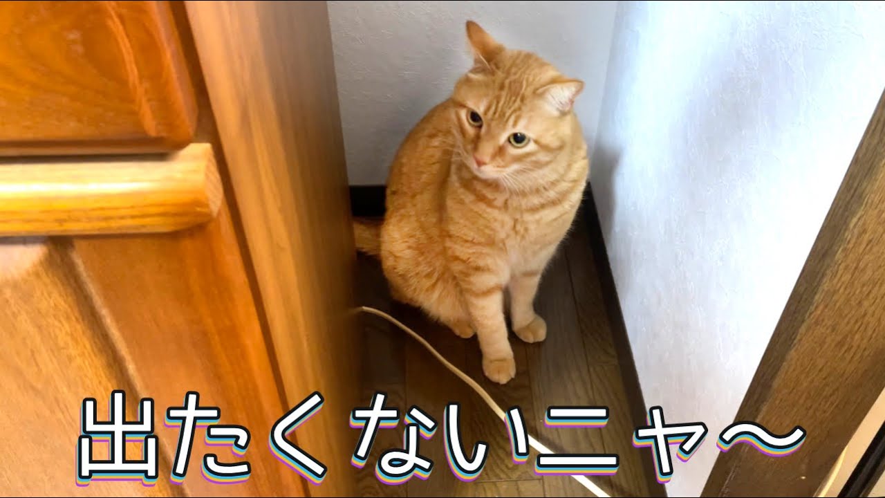 つくね！ 元気でやってます【こんつく#11】