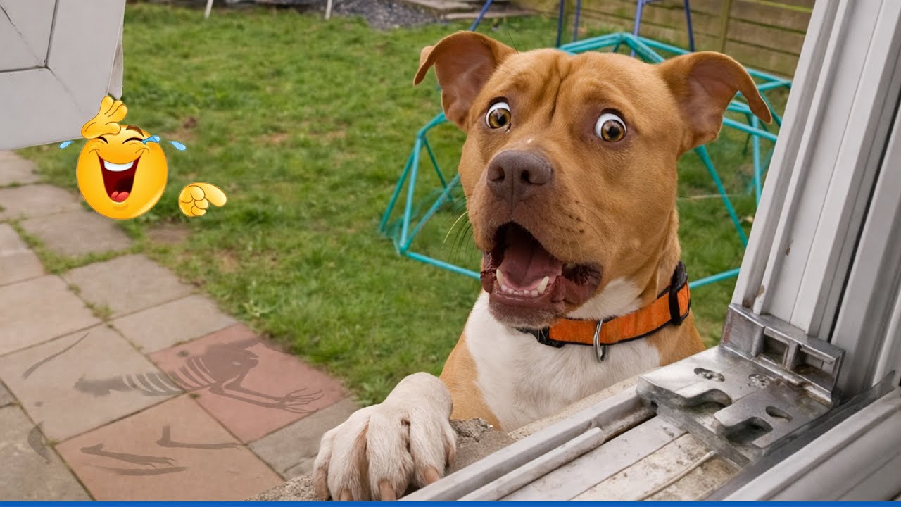 When Dogs Surprise Humans in the Craziest Ways 🤪 Funny Animal and Human Videos 2025