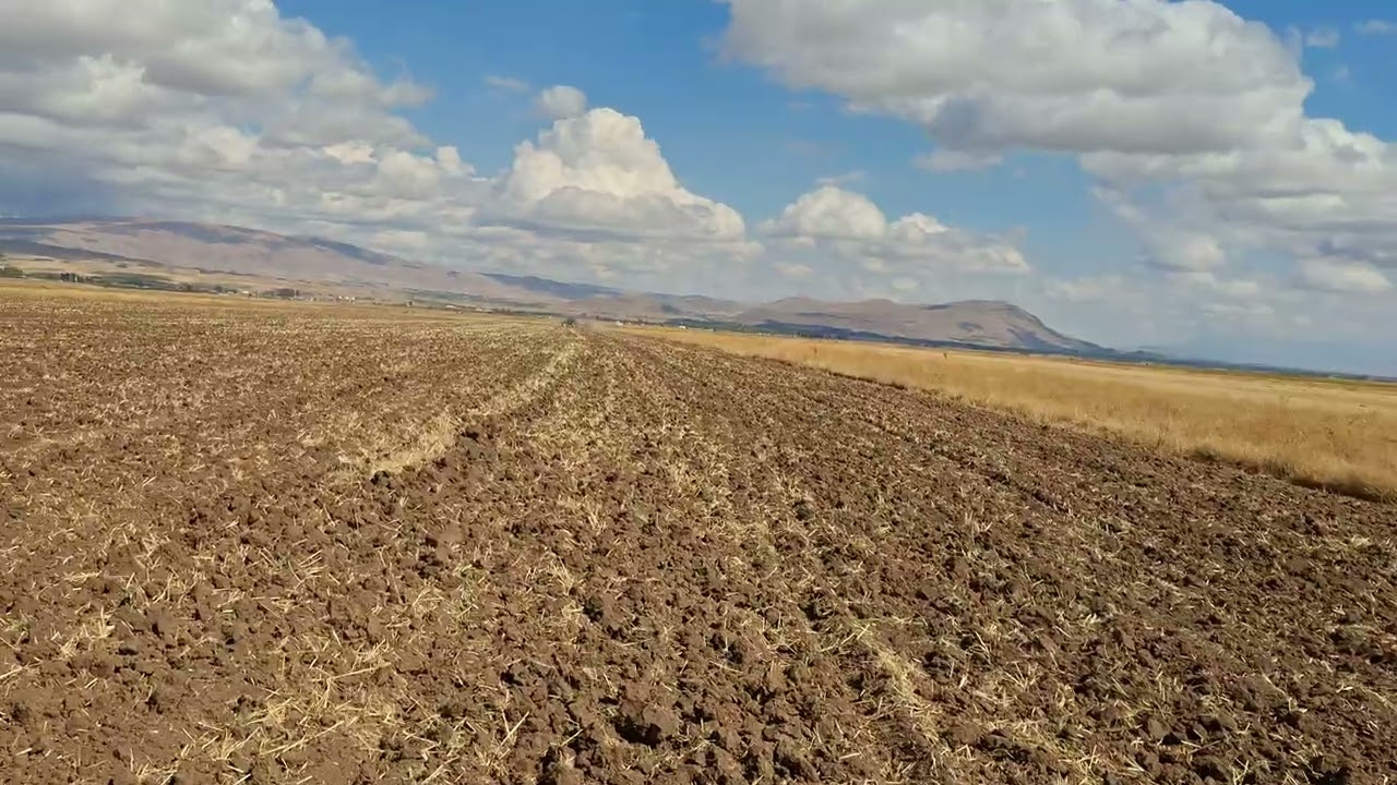 Buğday Ekimi yaptık Son Tarlamızdan video #tarla #buğday #tarım #Ekim #başak #pasinler #erzurum 