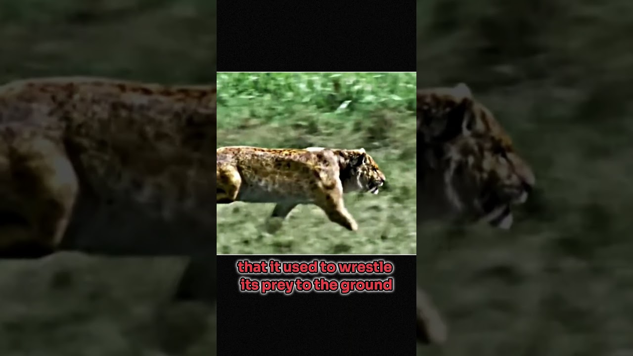 scary prehistoric creature Smilodon 