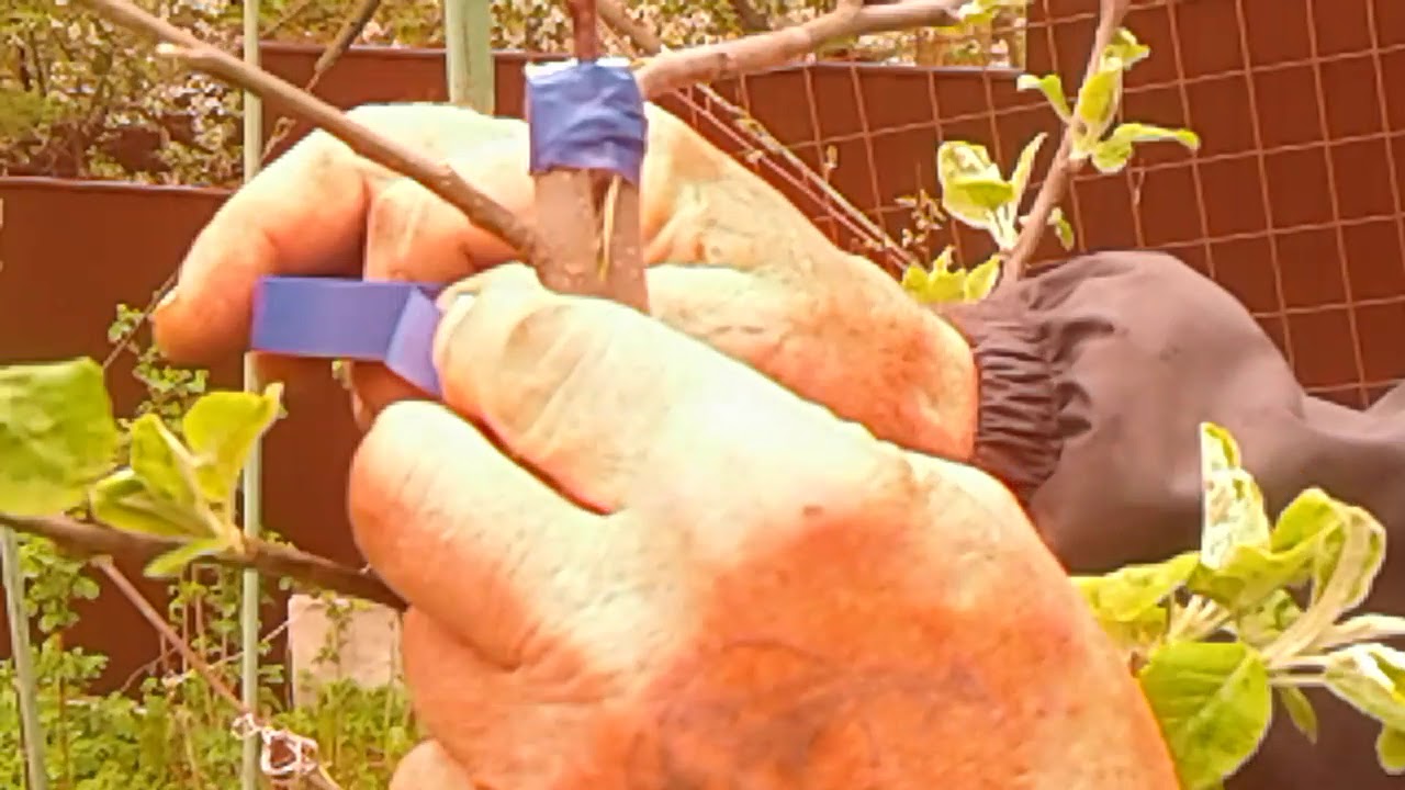 24 апреля 2018 г.Прививка древнее исскуство.