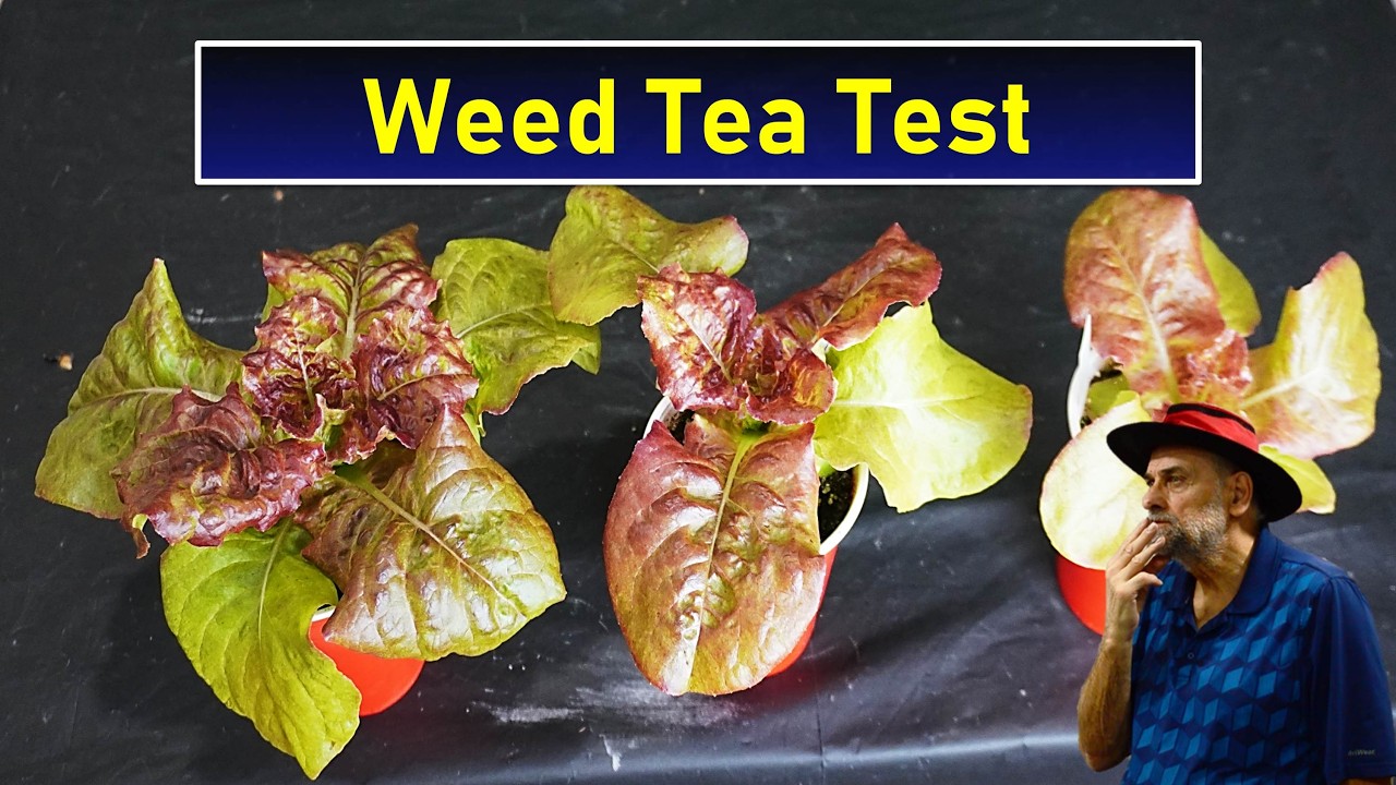 Does Weed Tea Work? Watch a Simple Test to Find Out.