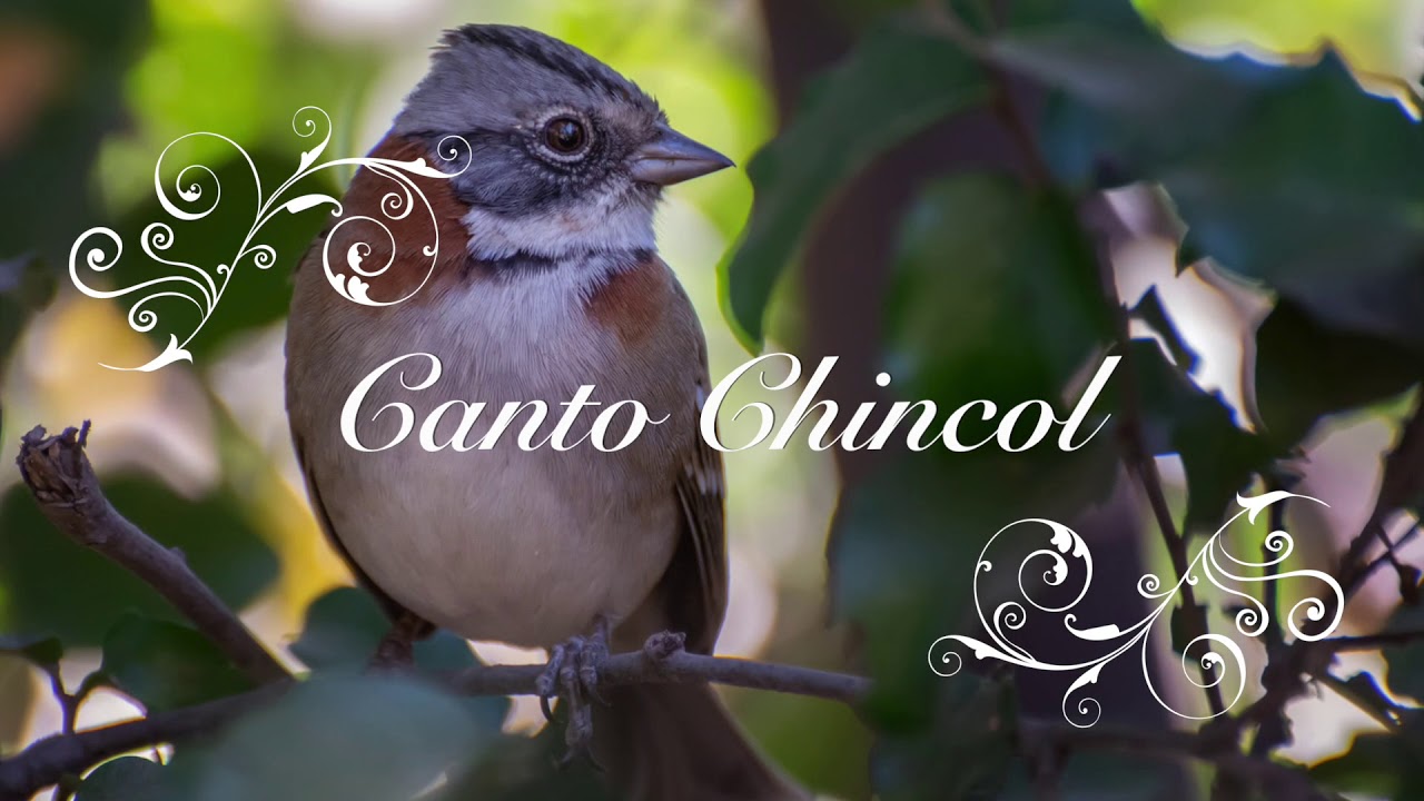 Canto Chincol