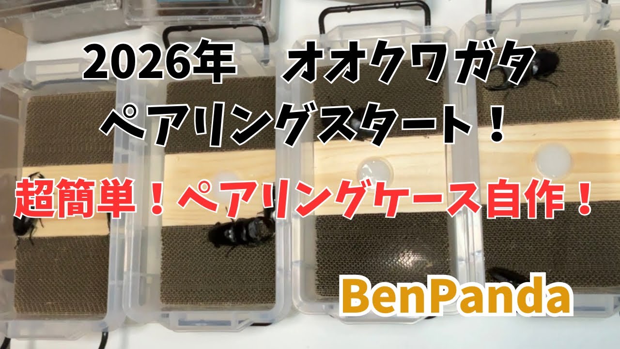 【オオクワガタ】2026年ペアリングスタート！