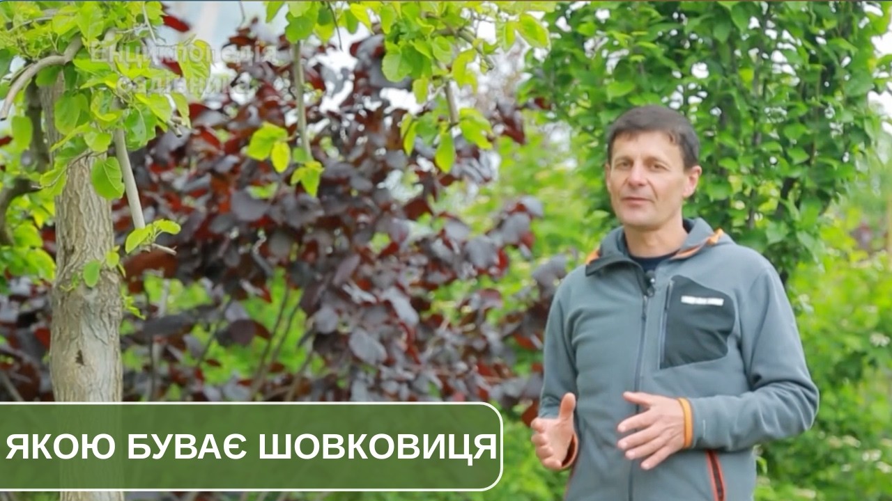 Що потрібно знати про шовковицю. Особливості вирощування та плакуча форма