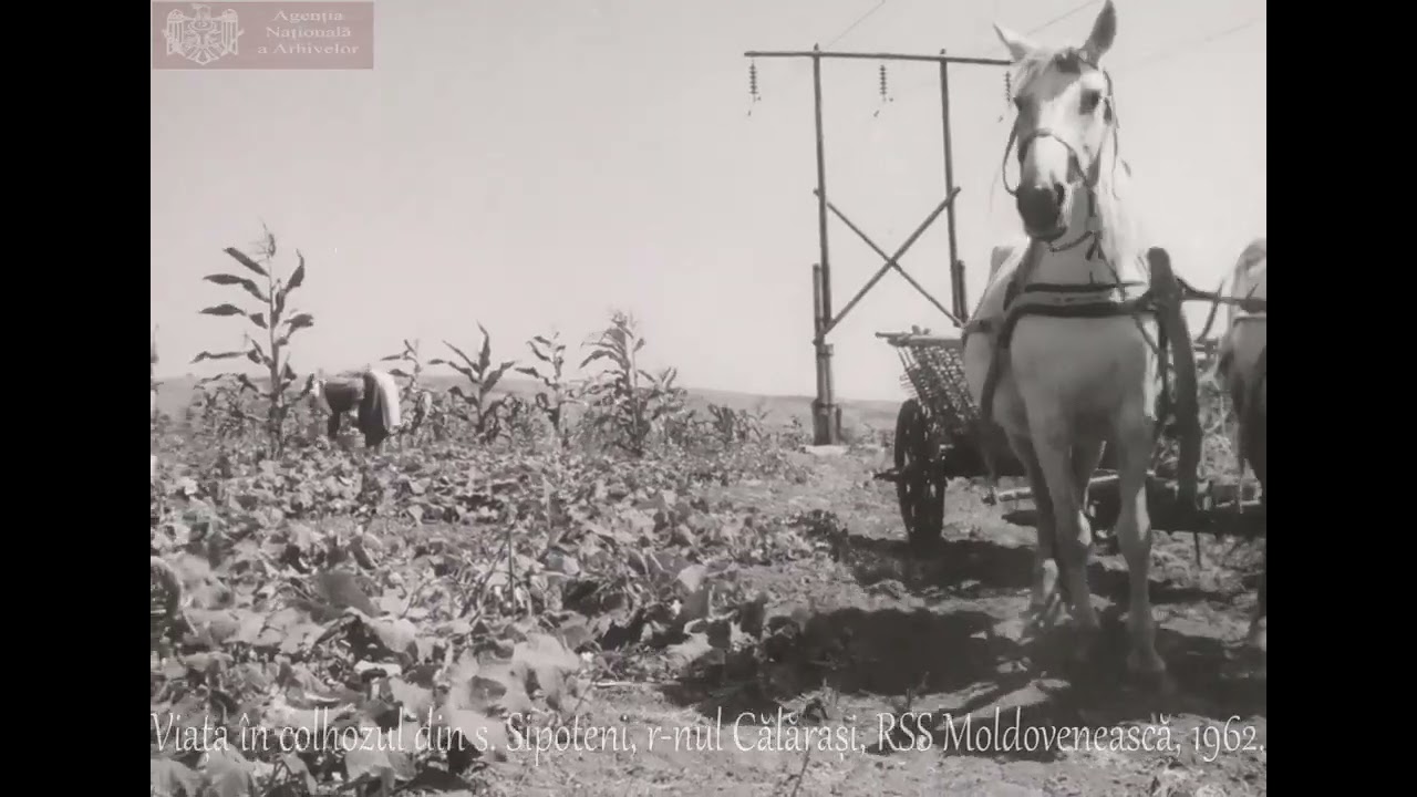 "O zi în sat". Satul Sipoteni din raionul Călărași. 1962