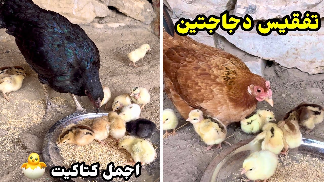 يوميات الدجاج🐓فقسة الهراتية + شلت الكتاكيت عن امهم 🐥 مشكلة عراك الكتاكيت