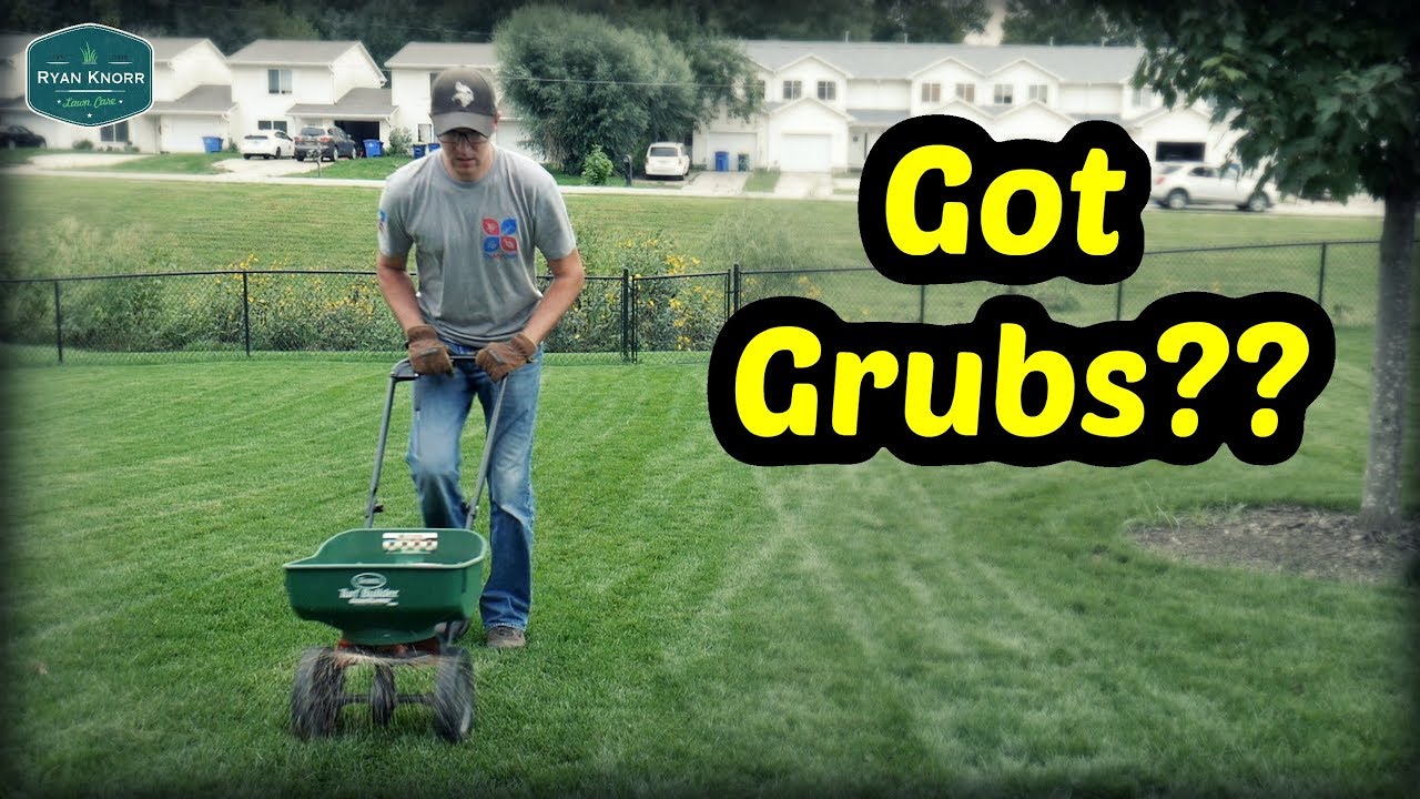 Grubs, Fungus and Fescue + Ryegrass Revival