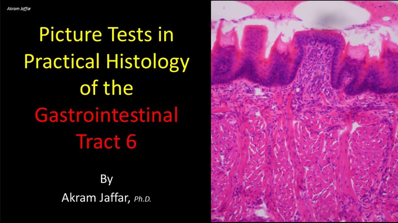 Picture tests in histology of the gastrointestinal system 6 + Anki flashcards