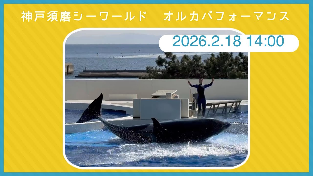 神戸須磨シーワールド　オルカパフォーマンス　2026.2.18 14:00