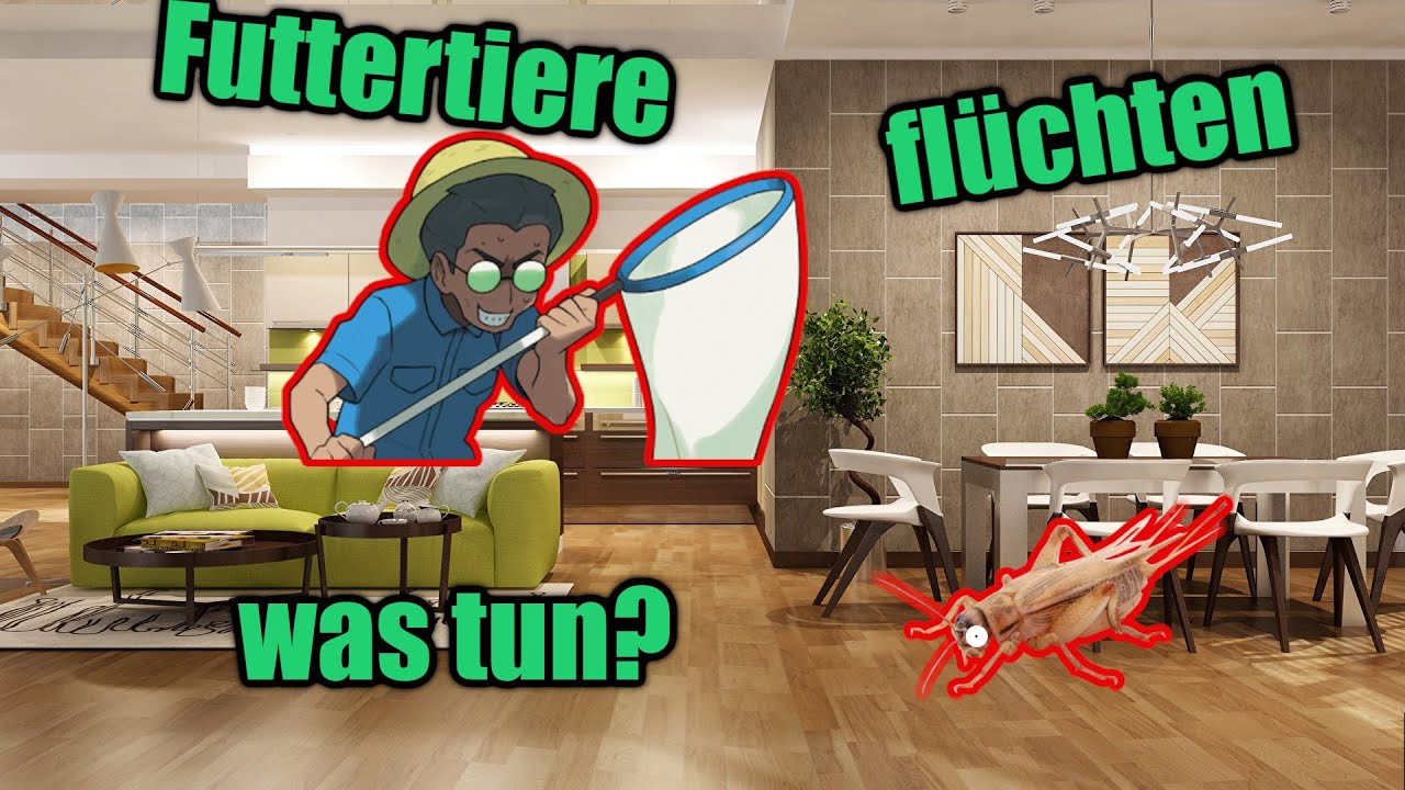 Wie FANGE ich FUTTERTIERE wieder ein? | Cham&auml;leon Basics