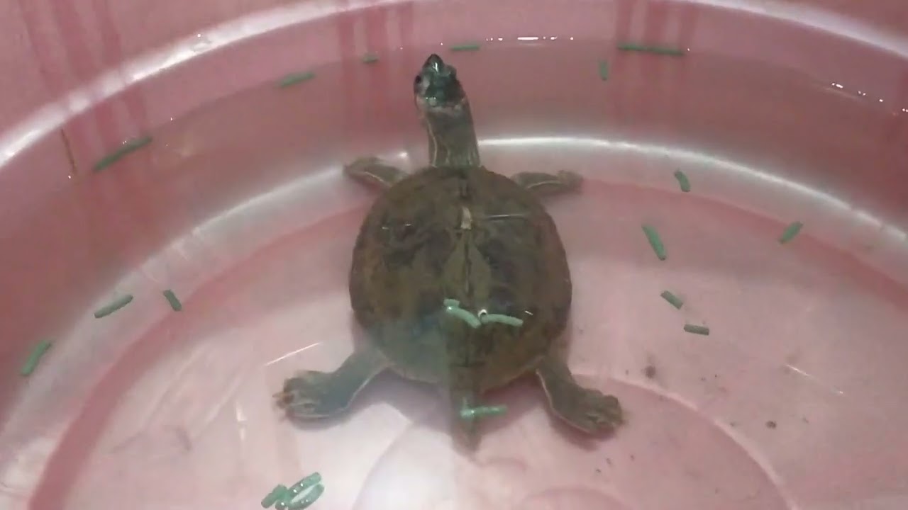 turtle not eating solution how to properly take care of turtle all solution