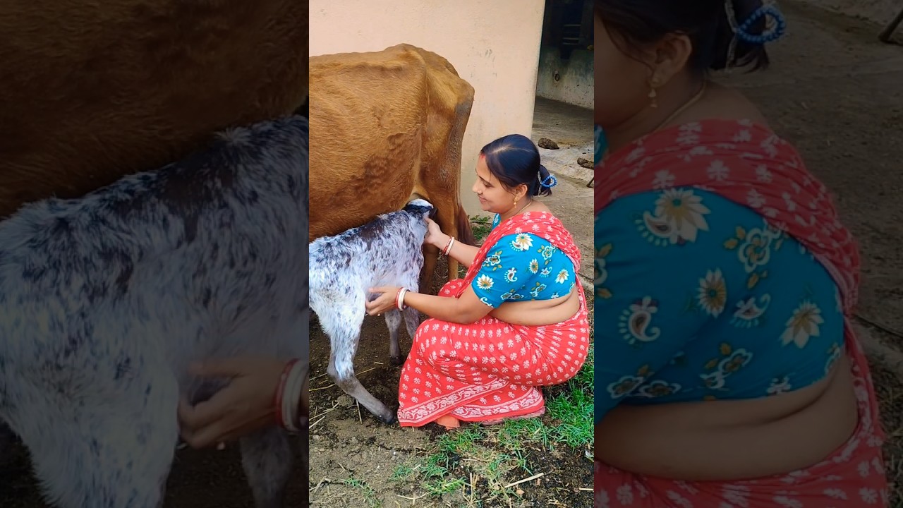 গঙ্গার সাথে কিছুটা সময়🐂#shorts #shortvideo #animalloverrajuda #wildlifebangla