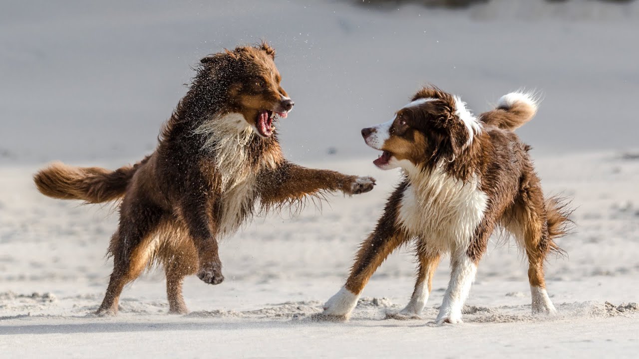10 Most Energetic Dog Breeds Out There