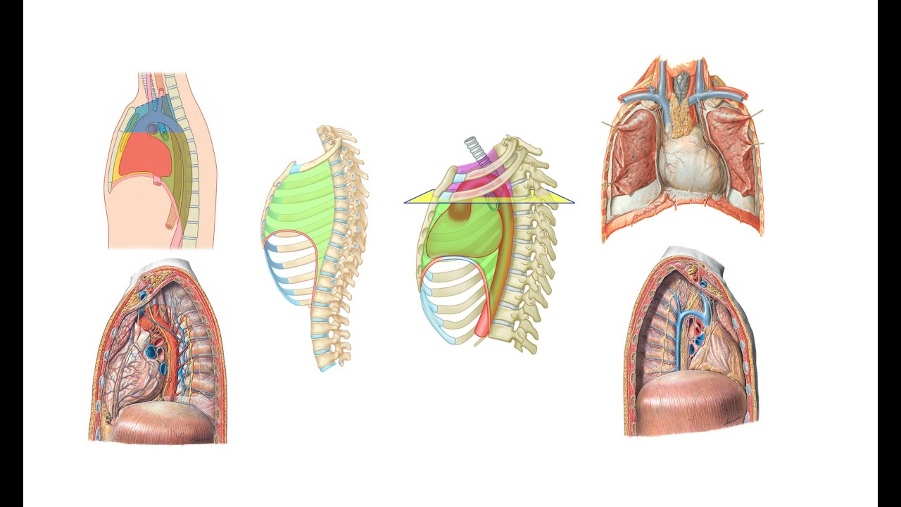 Mediastinum Anatomisi (Hızlı tekrar) [Teorik]