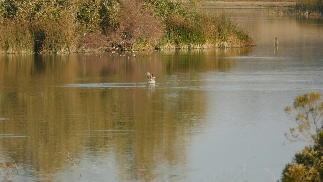 Bald Eagle Taking A Canada Goose at Grant Lake