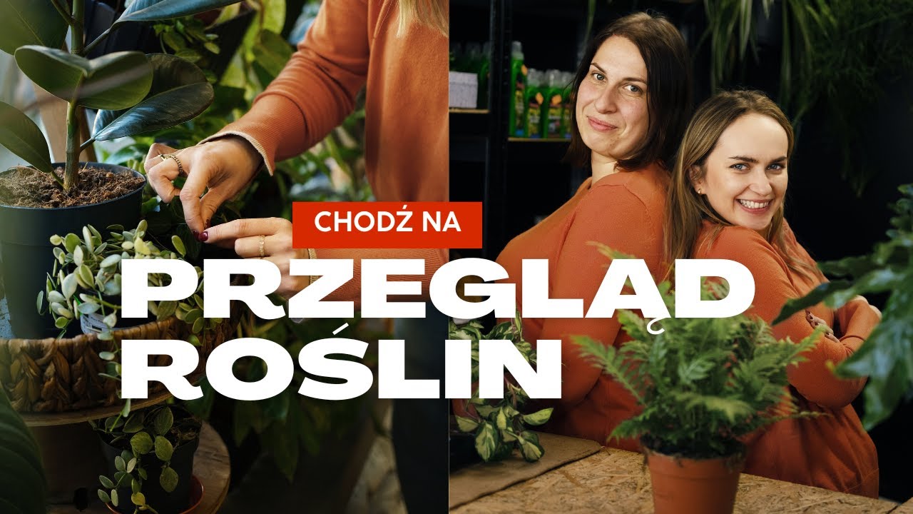 DRAMA W BADYLACH 🌱 |  nowa dostawa roślin | oliwki, cytrusy, palmy i filodendrony  🌴🌴| przegląd
