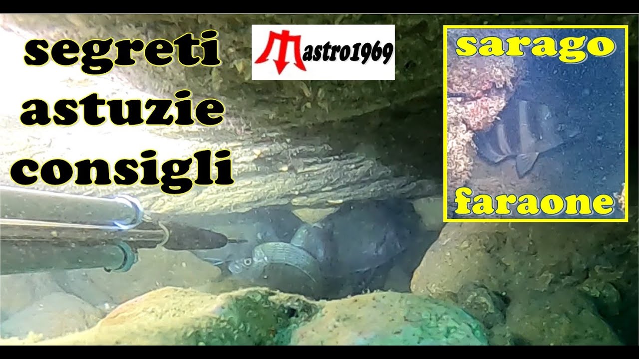 tana magica di saraghi sarago faraone pesca sub segreti astuzie consigli