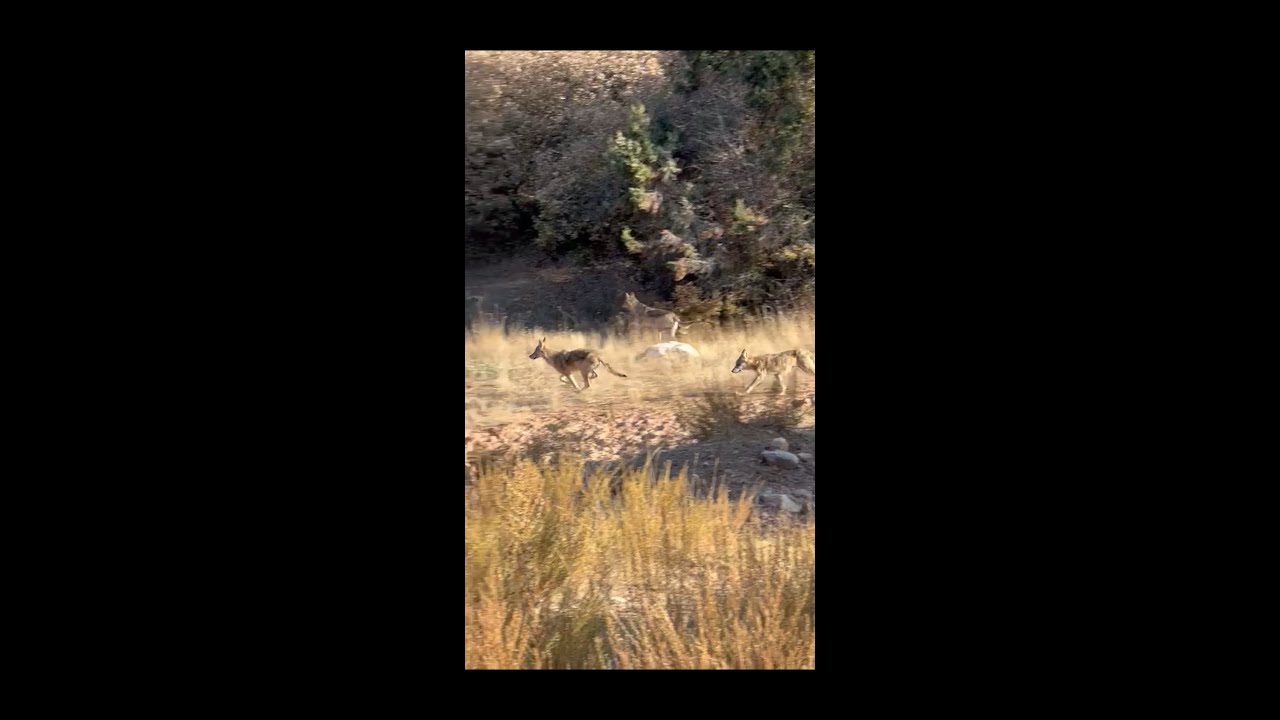 Wolf Packs #wolf #hunting #okaysahin