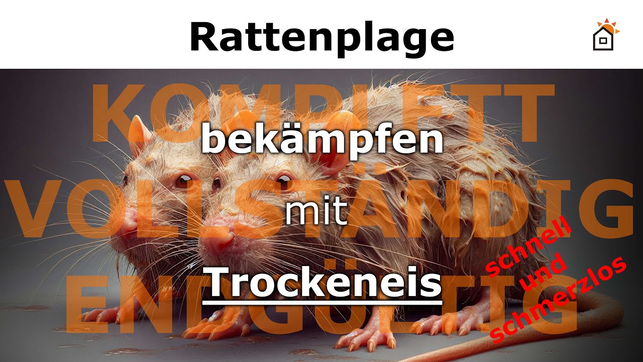 Rattenkolonie vollst&auml;ndig los werden - Ratten bek&auml;mpfen mit Trockeneis