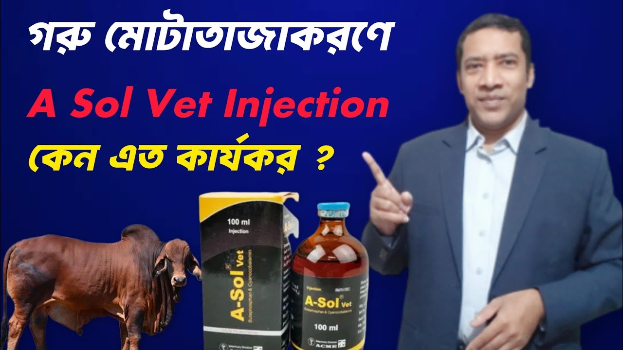 গরু মোটাতাজাকরণে A Sol Vet Injection কেন এত কার্যকর ? || VET MEDICINE BD 