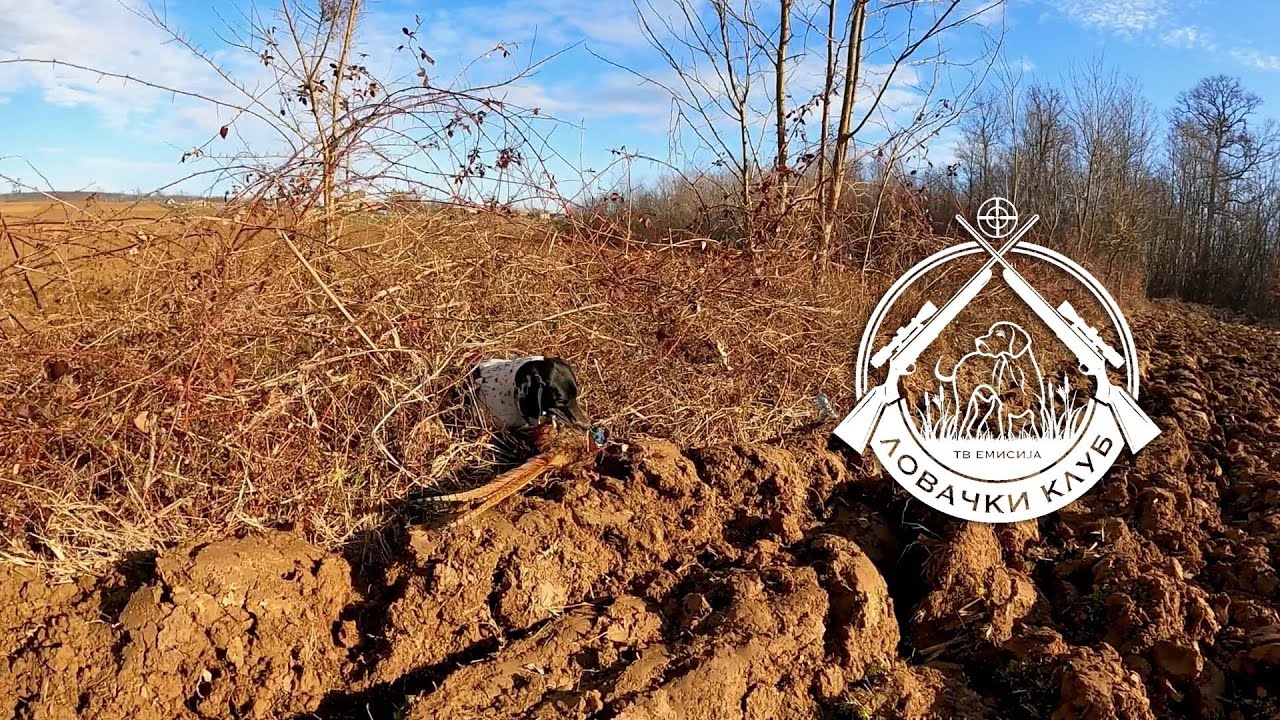 Lovački klub ep. 177 04.07.2025. Lov na fazane u Koceljevi