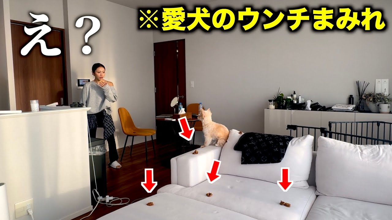 愛犬のうんこが永遠に止まらないドッキリしたら面白すぎたww
