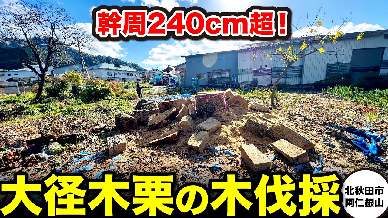 【伐採】幹周240cmの大径木！巨大な栗の木を伐る！#秋田県 #庭 #剪定 #伐採 #北秋田市 #akita #特殊伐採 #安心 #高所作業車 #高所作業 #熊 #栗の木 #危険回避 #大径木 #断幹